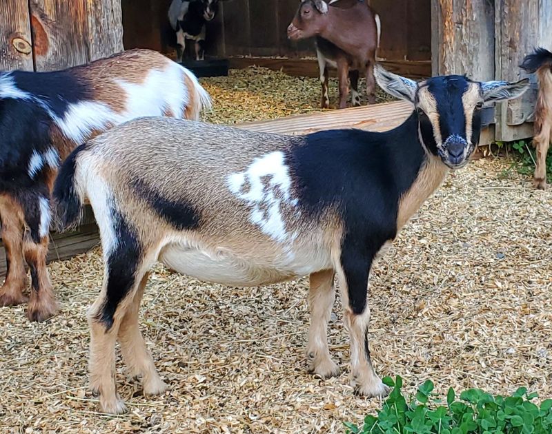 Yarn You Can Actually Trace Back To The Sheep