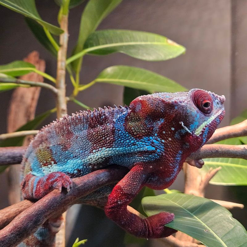 Wildlife, Woodchucks, and Unexpected Encounters