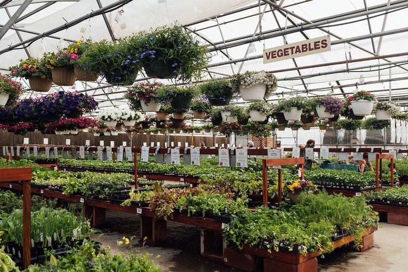 Year Round Greenery Without A Weather Negotiation