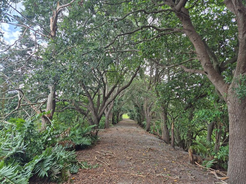 Alligator Viewing Without Danger