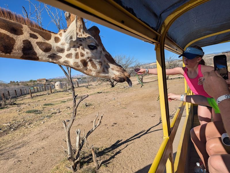 Diverse Exotic Animal Collection