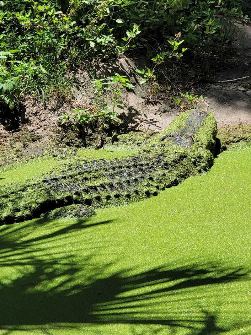 Educational Windows Into Recovery