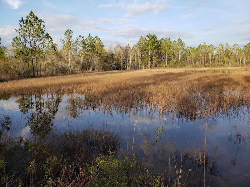 Yellow River Marsh Preserve State Park Yellow River Marsh Preserve State Park