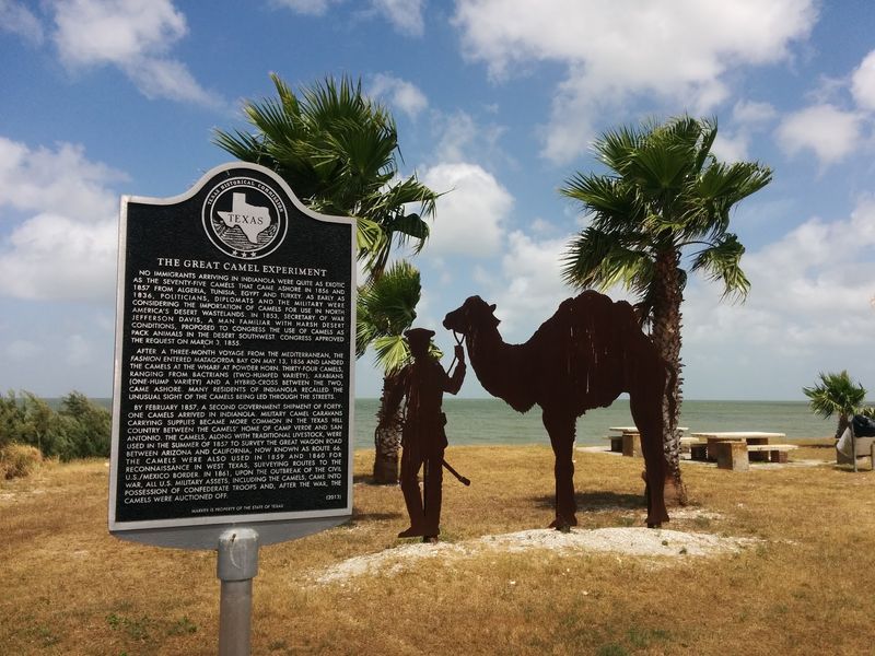 Yes, Camels Really Did Step Ashore On This Beach Yes, Camels Really Did Step Ashore On This Beach