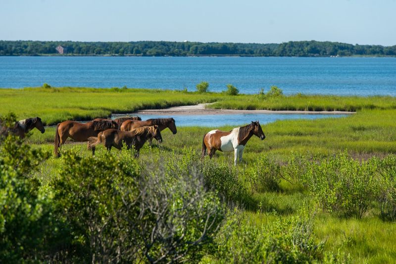 Yes, The Wild Ponies Are Your New Neighbors