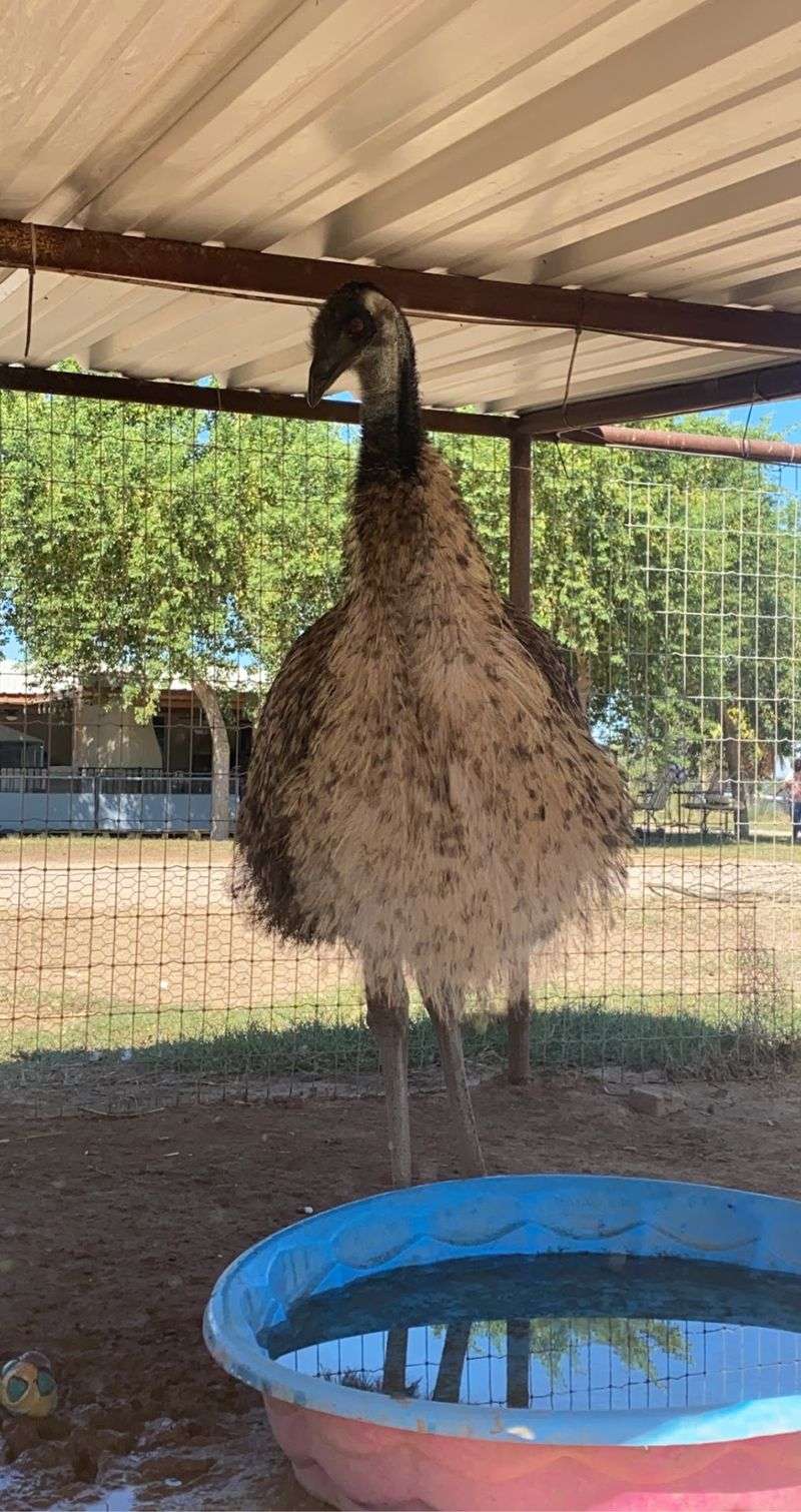 Yes, There Really Is An Emu Named Kevin