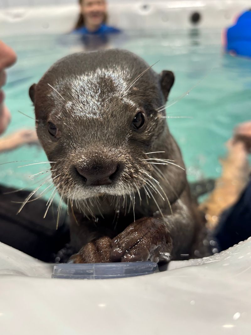 Yes, You Can Actually Swim With Otters In Ohio