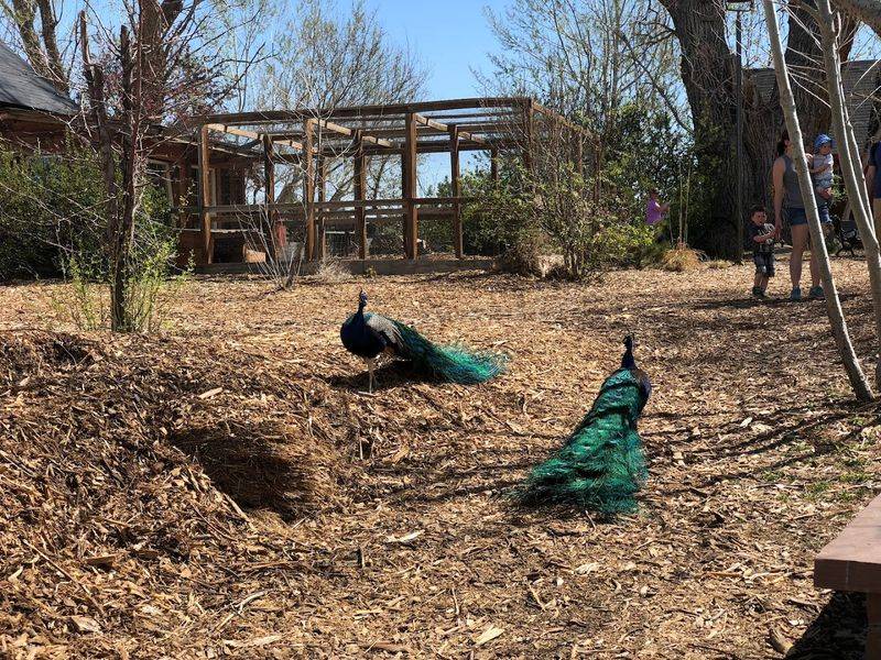 Sunflower Farm Acres