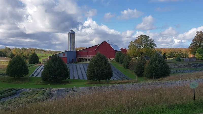 Photographing Lavender Without Clichés
