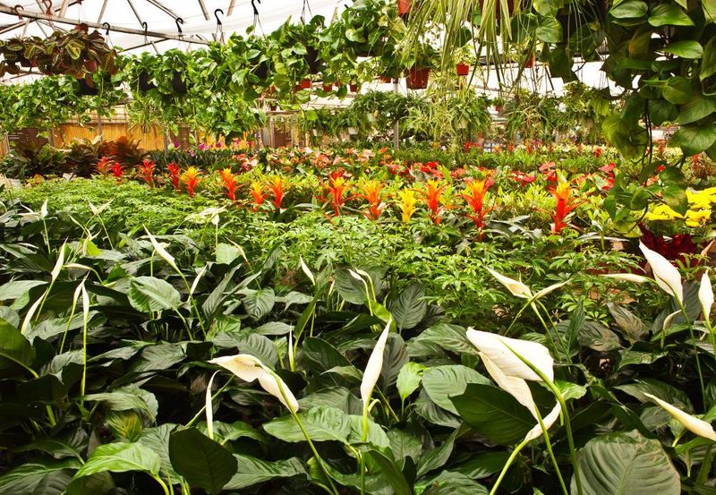 Yoga, Markets, And Events Held Among The Tropicals