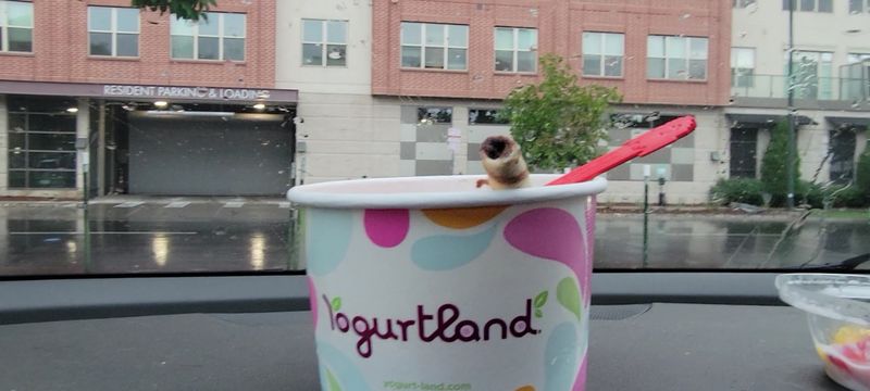 Yogurtland – Denver 5th & Grant, Denver Yogurtland – Denver 5th & Grant, Denver