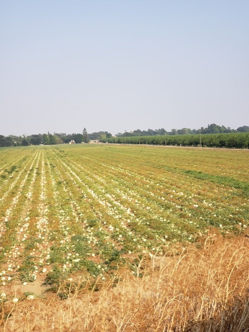 Yolo County Scenery 