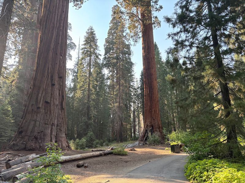 Sequoia And Kings Canyon National Parks