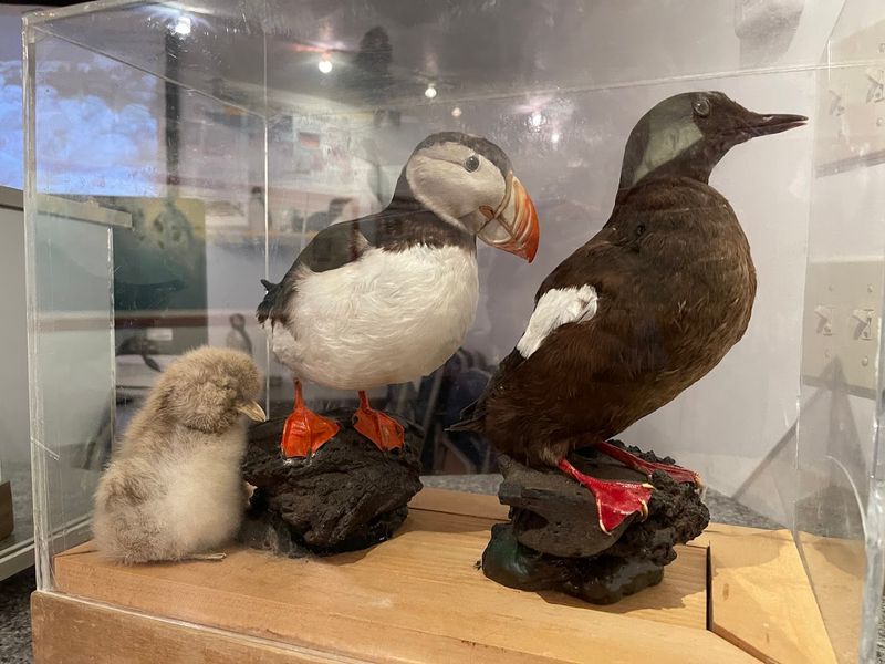 The Project Puffin Success Story