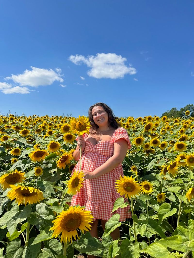 Sunflower Days Are A Dedicated Seasonal Event