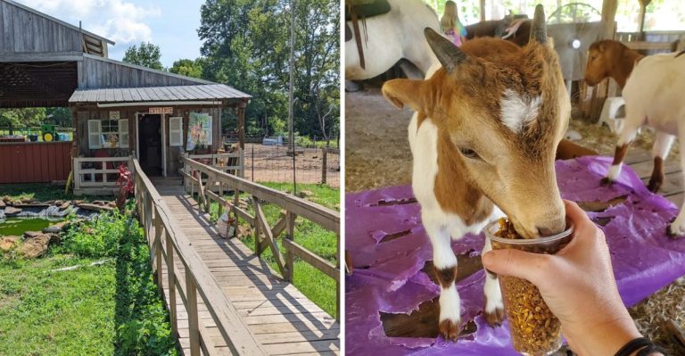 You Can Hand-Feed Animals At This Arkansas Petting Zoo On Top Of Petit Jean Mountain