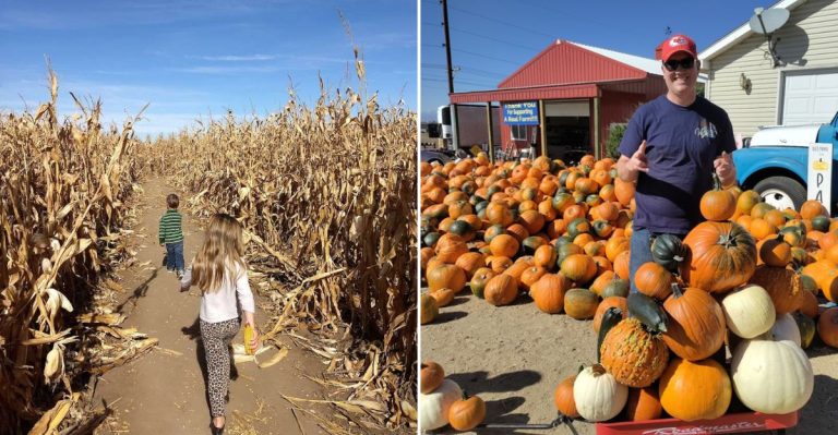 You Can Harvest Your Own Vegetables At This Colorado Farm, And It’s As Fresh As It Gets