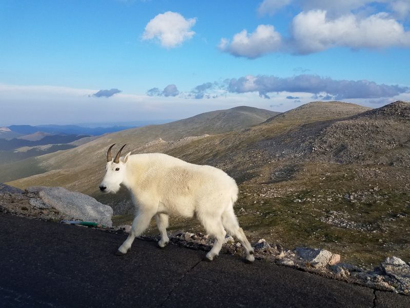 Reaching the Summit Without Breaking a Sweat