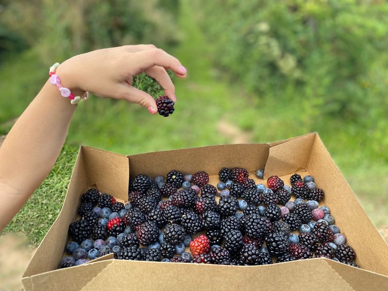 You Can Pick Berries Most Grocery Stores Have Never Heard Of