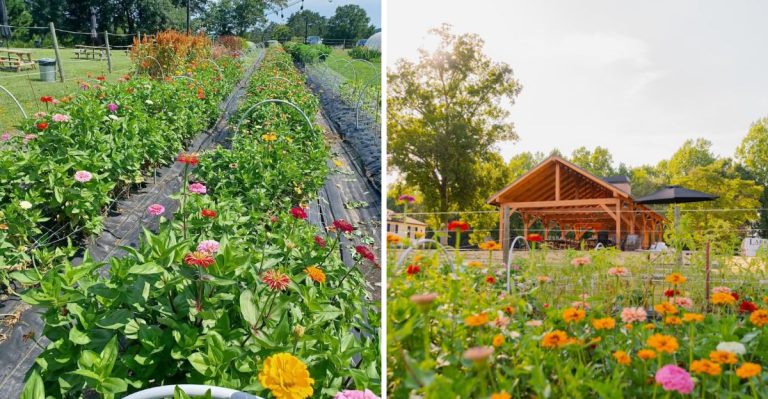 You Can Pick Your Own Beautiful Bouquet At This Little-Known South Carolina Flower Farm