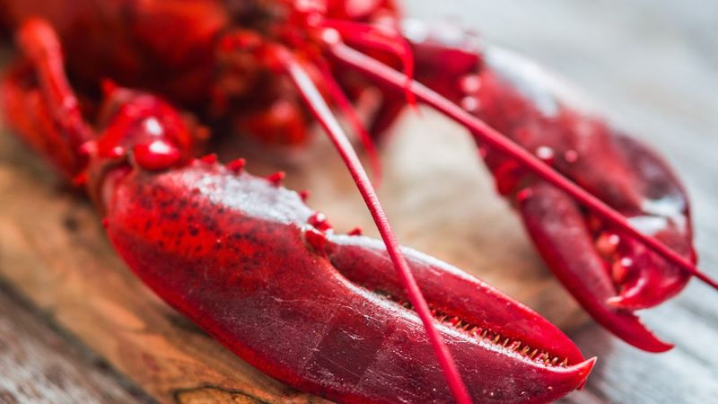 Lobster Dominates Maine's Fishing Industry