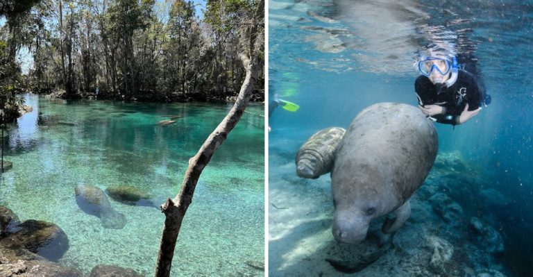 You Can Sleep On A Houseboat In Florida And Wake Up Surrounded By Manatees
