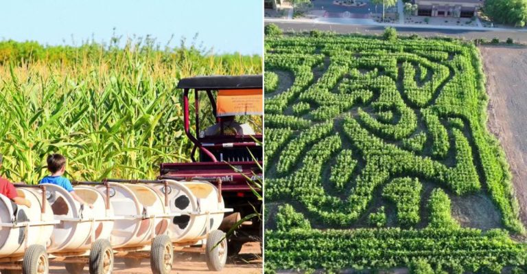You Can Take A Barrel Train Ride And Get Lost In A Corn Maze At This Beloved Mesa Farm