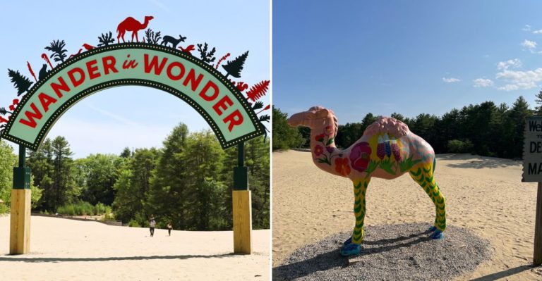 You Can Visit A Real Desert In Maine, Hidden In The Middle Of A Forest
