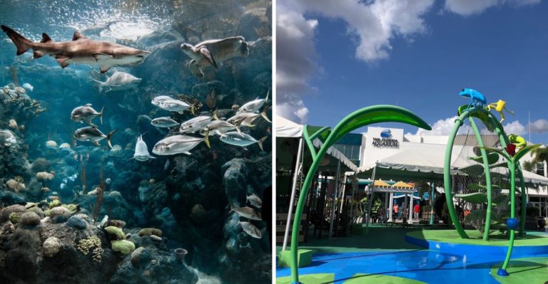 You Can Walk Through A Tunnel While Sharks Swim Over Your Head