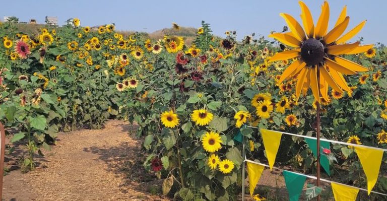 You Can Walk Through Acres Of Stunning Sunflowers At This Washington Farm