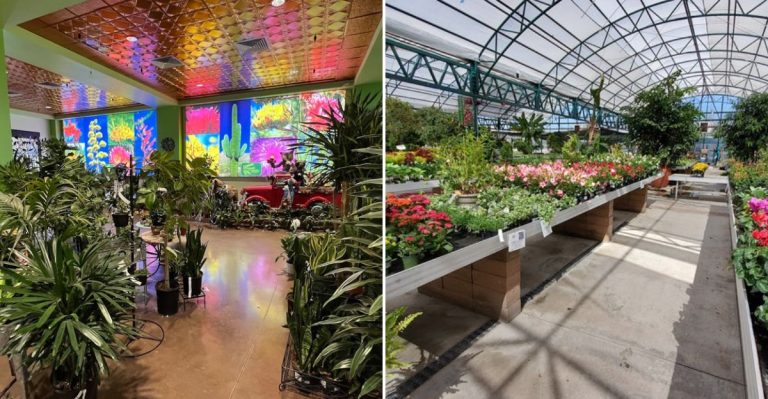 You Could Wander This Arizona Nursery All Afternoon And Never Reach The Last Plant