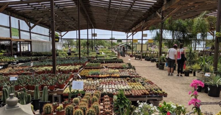 You Could Wander This Tucson, Arizona Garden Market For Hours And Still Miss Something