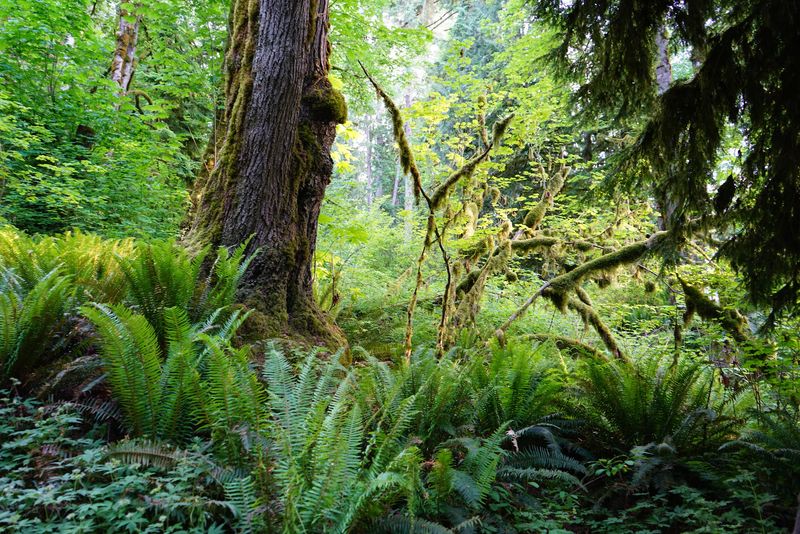 You Might Spot Fairies On This Mossy Trail Down To The River You Might Spot Fairies On This Mossy Trail Down To The River