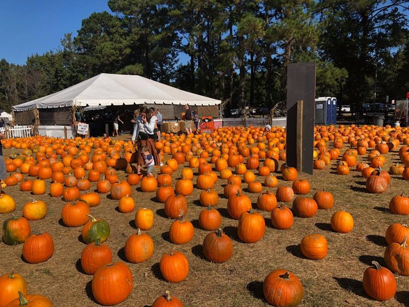 You Will Spend Way Too Long Picking The Perfect Pumpkin