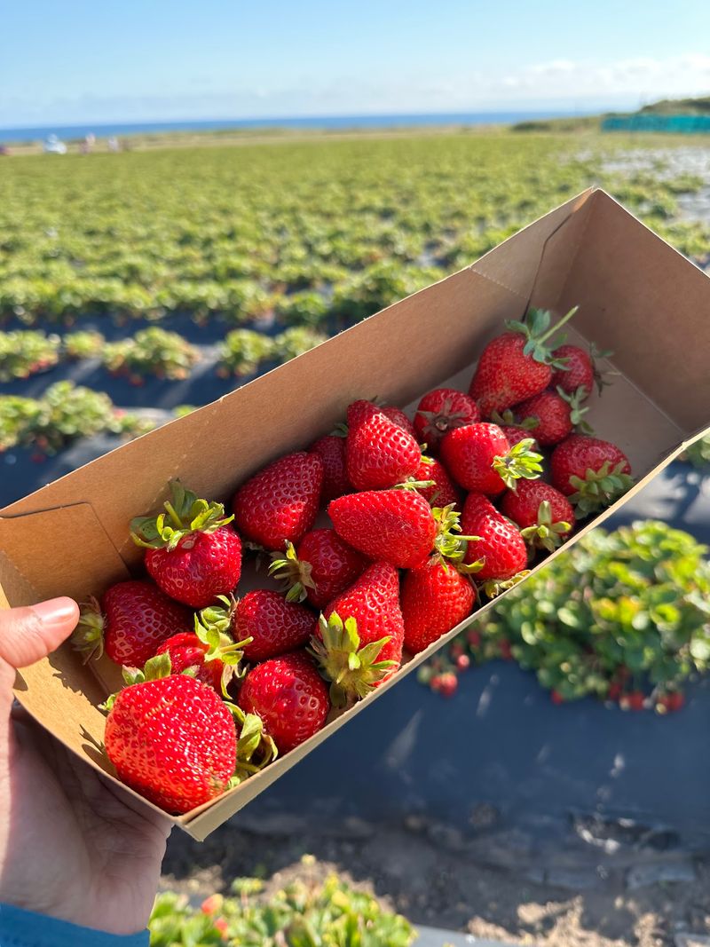 You Will Want To Grab A Basket And Pick Your Own You Will Want To Grab A Basket And Pick Your Own