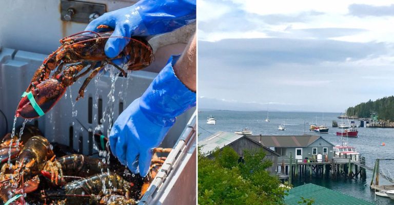 You’d Never Guess Maine’s Best Lobster Roll Is Found At This Humble Dockside Stop