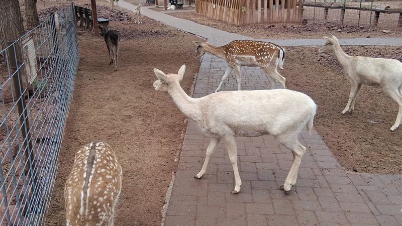 You'll Be Walking Among A Very Friendly Herd You'll Be Walking Among A Very Friendly Herd
