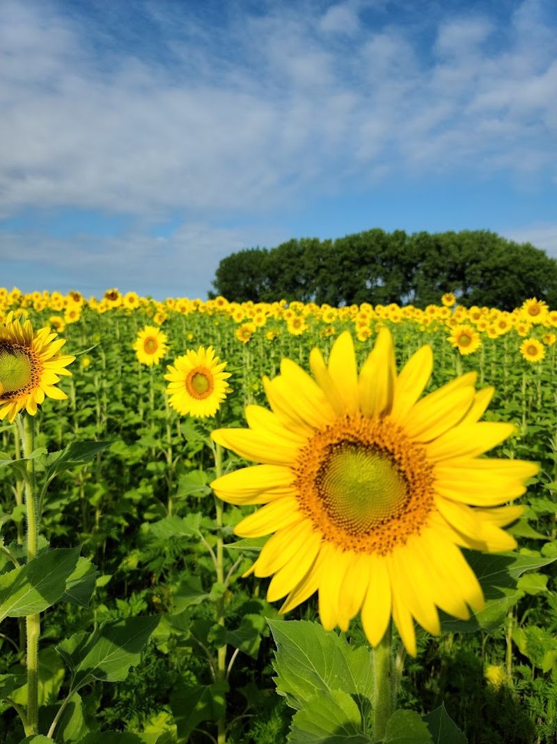 A Hidden Sunflower Field Tucked Inside The Park