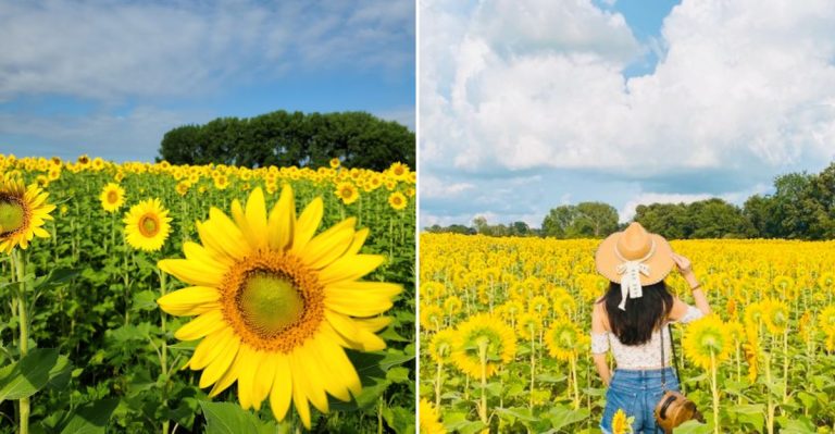 You’ll Find A Hidden Sunflower Field Inside This Gorgeous Illinois State Park