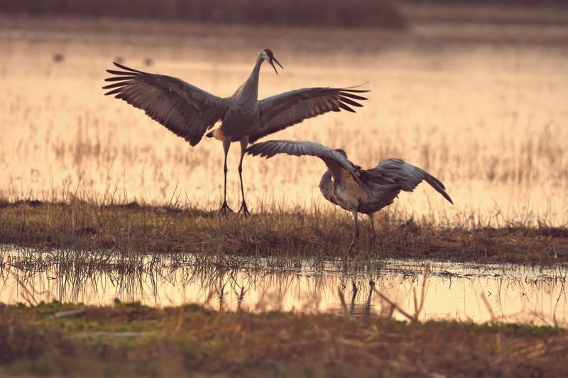 Young Males Searching for New Turf