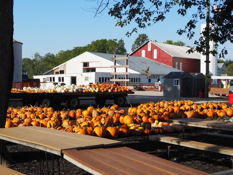 Young's Jersey Dairy