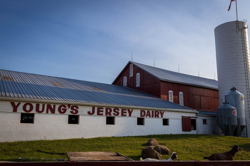 Young's Jersey Dairy, Yellow Springs