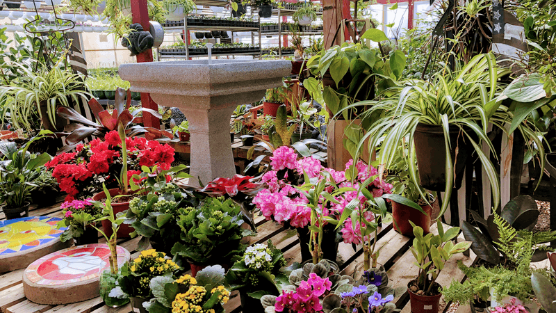 Young's Market and Garden Center - Wheat Ridge Young's Market and Garden Center - Wheat Ridge