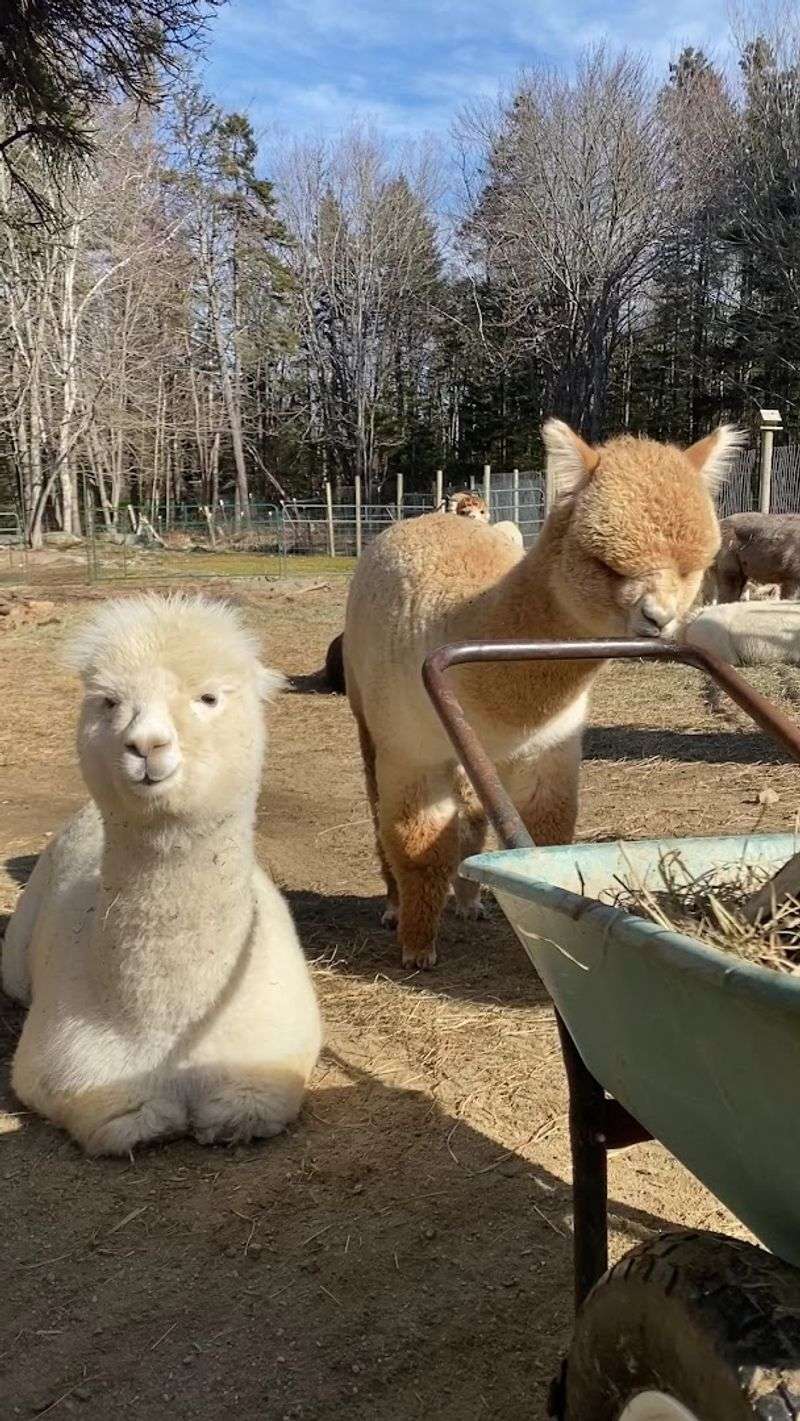 Your Alpaca Moment Awaits Your Alpaca Moment Awaits