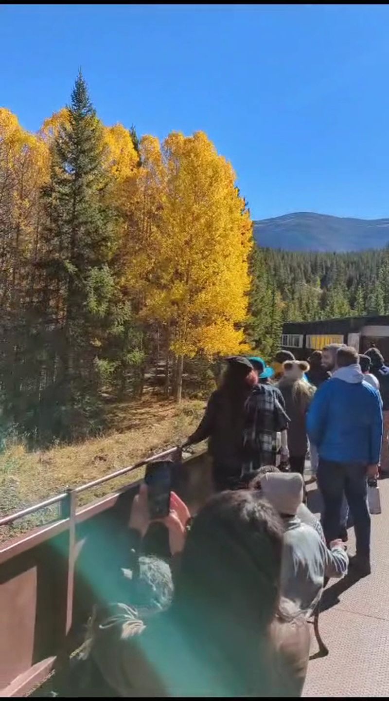 Your Dog Can Ride Along And Judge The Aspens Too