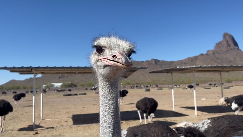 Your First Face-To-Face Encounter With An Ostrich