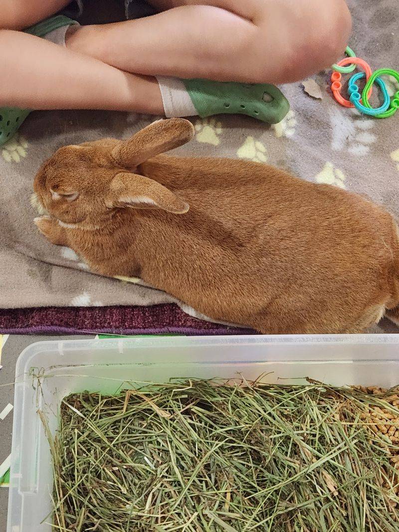 Your Future Bunny Arrives Fully Prepped For Home Life