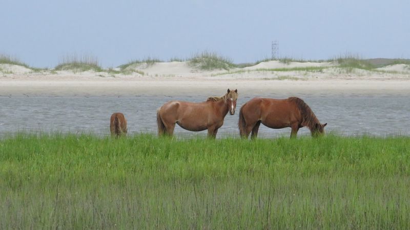 Your New Morning Routine Might Include Wild Horses