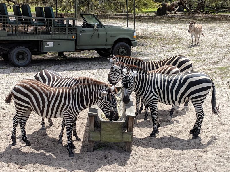 Your Own Car Becomes The Safari Vehicle
