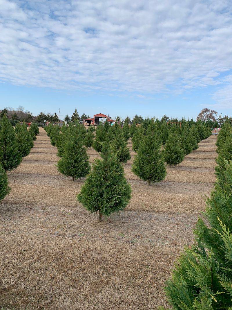 Your Perfect Tree Is Out There Somewhere In These Rows